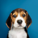 Lindo cachorrinho para adoção