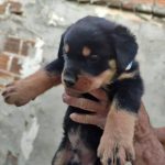 ROT WEILLER MACHO