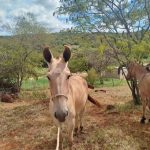 Vendo uma mula idade 3 anos local zona rural de Pindaí