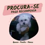 Cachorro perdido