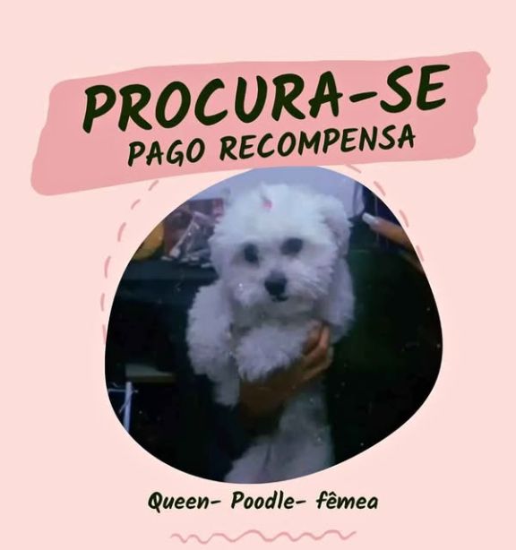 Cachorro perdido