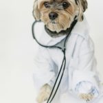 Médica veterinária Dra Eliane