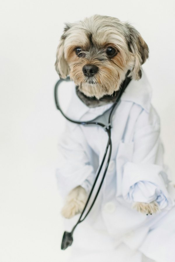 Médica veterinária Dra Eliane