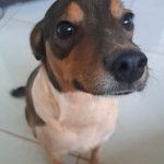 Cãozinho perdido