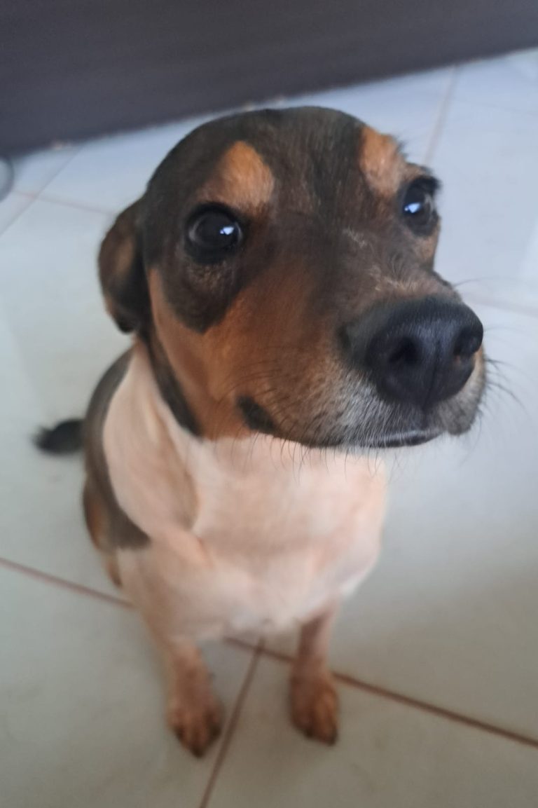 Cãozinho perdido