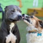 Tio Marcos pet hotel