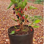 Mudas frutíferas