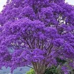 Árvores 🌳 decorativa naturais