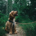 Ohana pet sitter