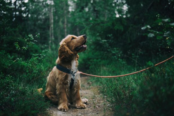 Ohana pet sitter