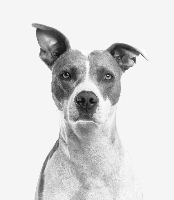 Adestrador e pet sitter Rafael