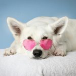 Andrea pet sitter