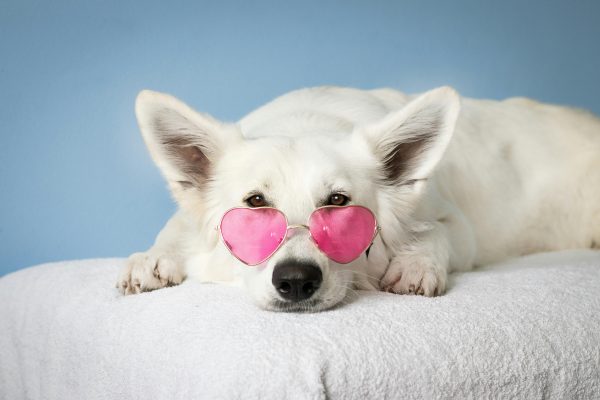Andrea pet sitter