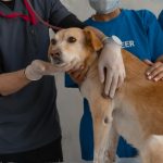Pet dog clinica veterinária