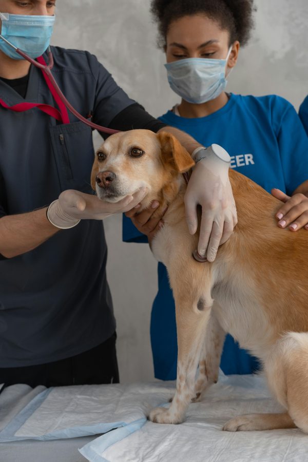 Pet dog clinica veterinária