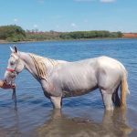 Vendo cavalo anos 8 registrado máquina