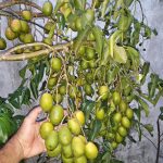 Muda de Cajarana precoce