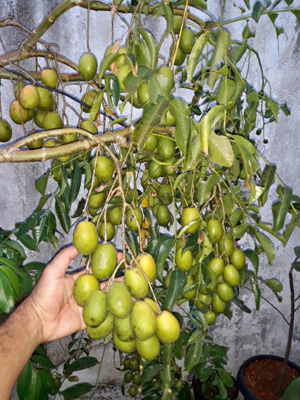 Muda de Cajarana precoce