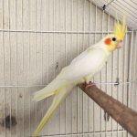 Filhotes de calopsita para criar pet.
