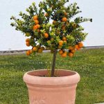 Mudas de caju anão precoce -Promoção Relâmpago- (Vendemos mudas Frutíferas)