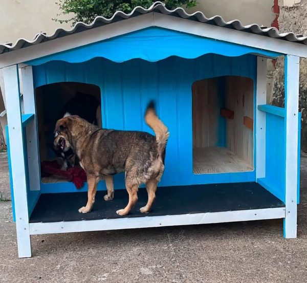 Casinha de cachorro - Imagem 3