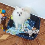 Cachorro perdido