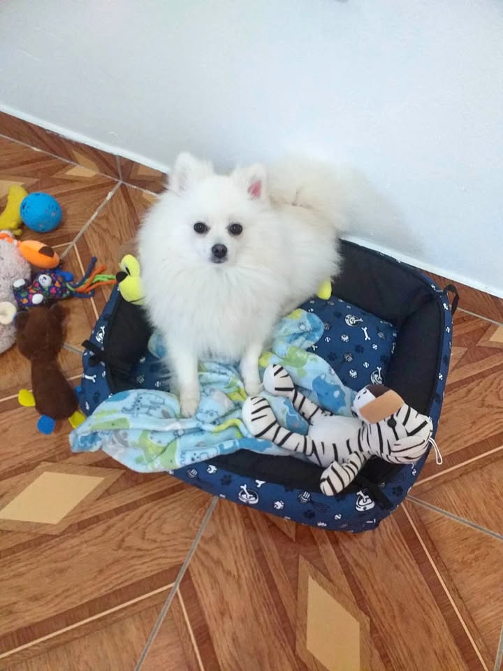 Cachorro perdido