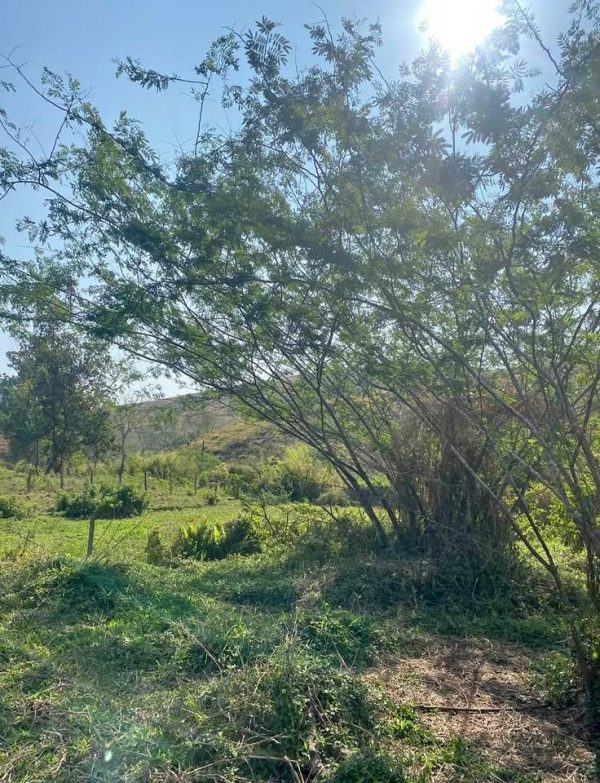 Excelente lote em Matias Barbosa (Divisa com o Hotel fazenda castelinho) 600m2