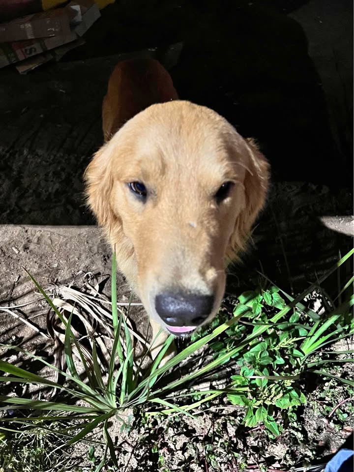 Perdido golden