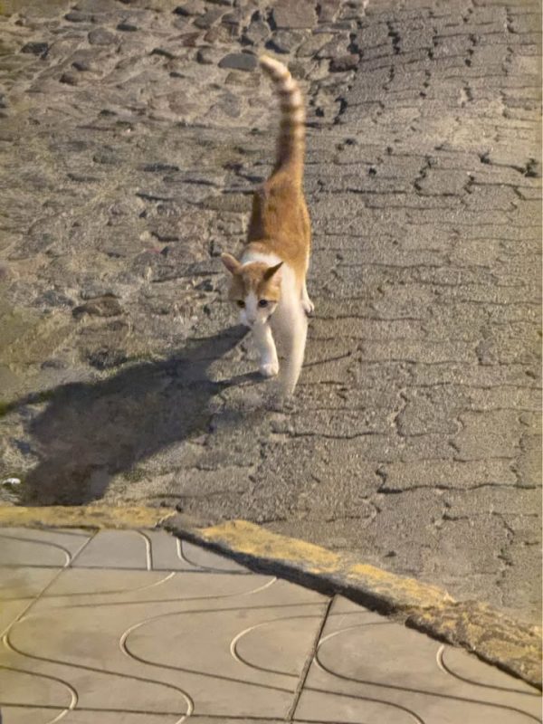 Gato perdido - Imagem 2