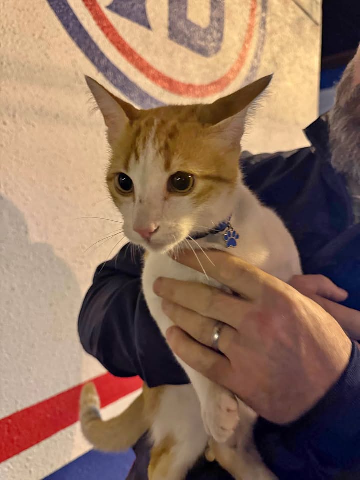 Gato perdido