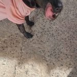 Cachorra perdida