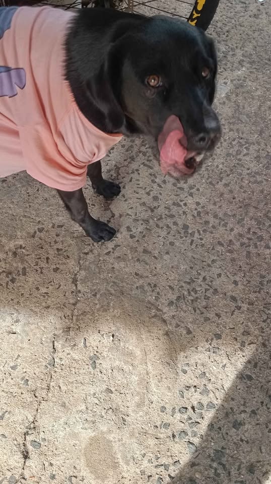 Cachorra perdida