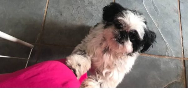 Cachorrinha perdida - Imagem 2