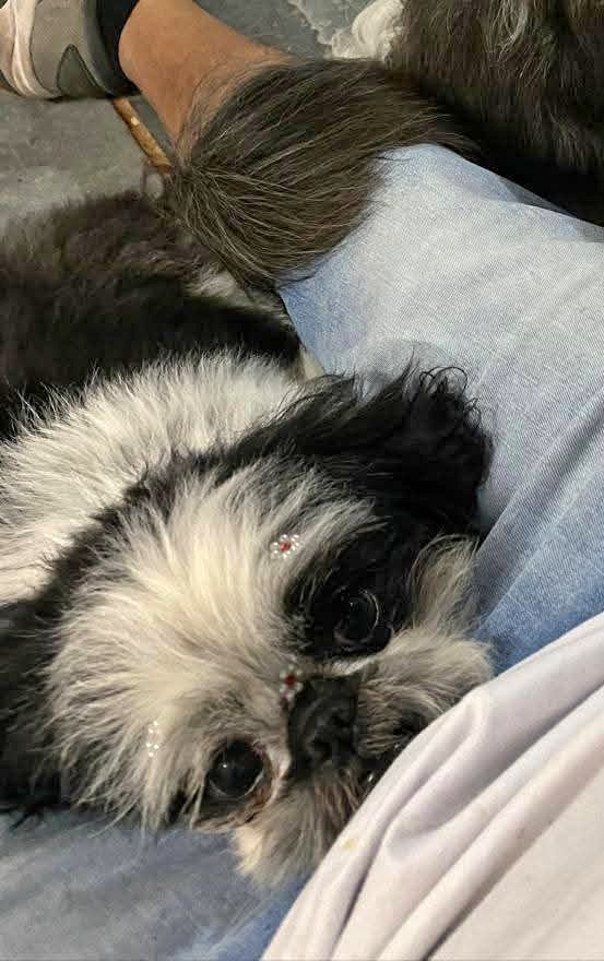 Cachorrinha perdida