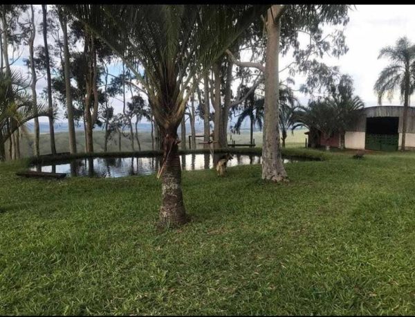 HOTEL FAZENDA EM SÃO ROQUE DE MINAS - MG - Imagem 2