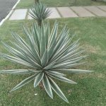 Jardineiro