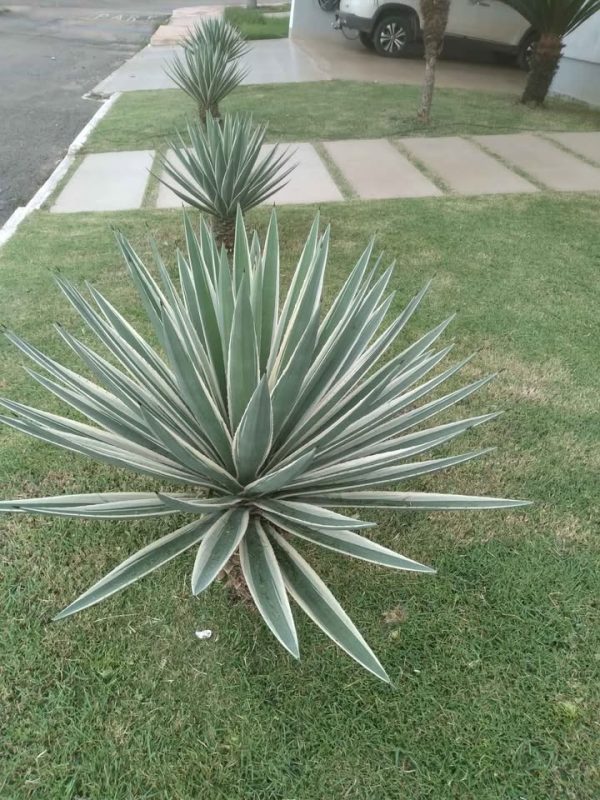 Jardineiro