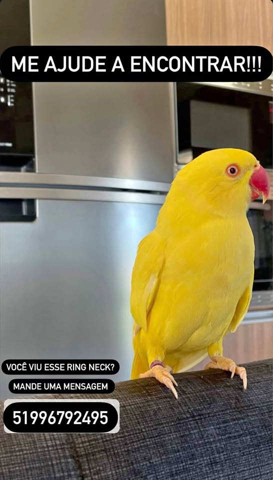 Perdido