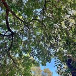 Terreno em Senandes