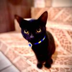 Gato pretinho desaparecido