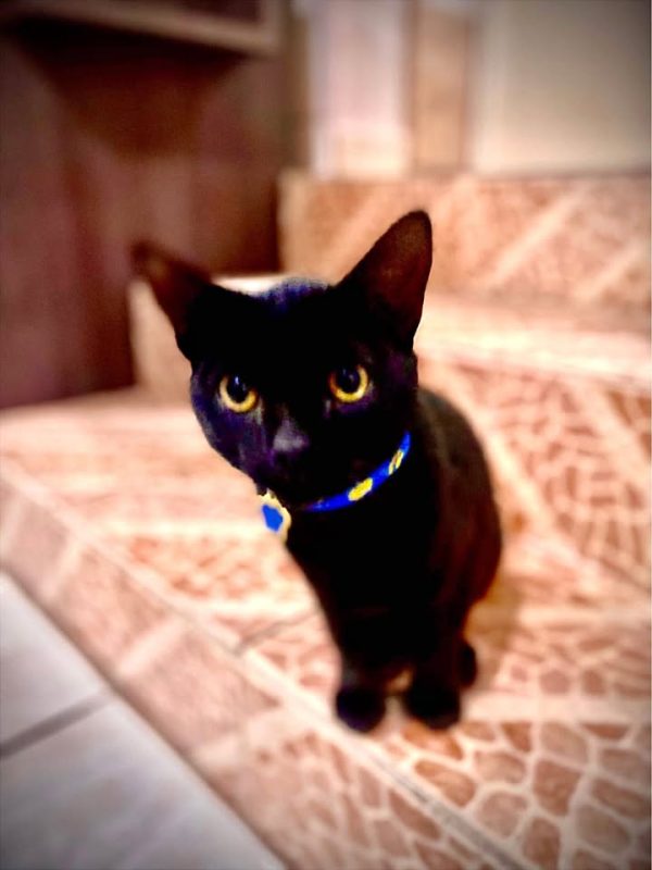 Gato pretinho desaparecido