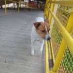 Cachorro perdido