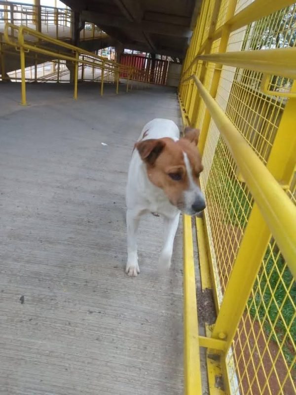 Cachorro perdido