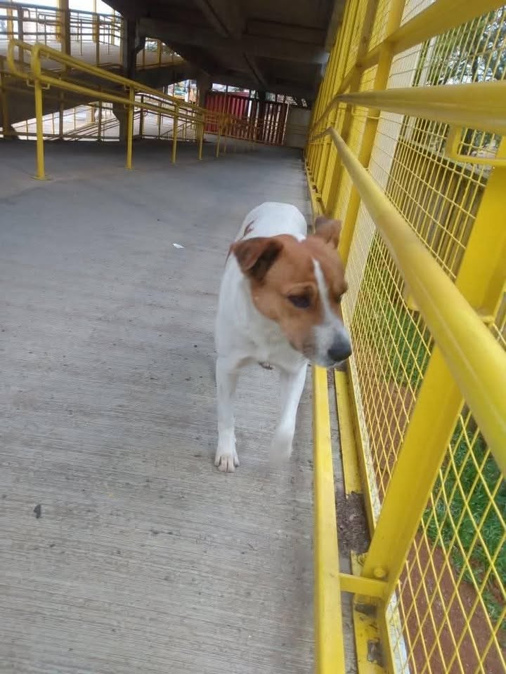 Cachorro perdido
