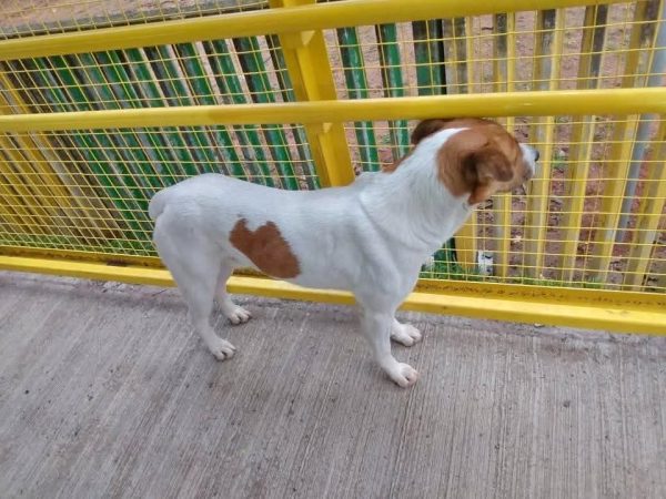 Cachorro perdido - Imagem 2