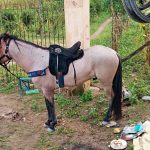 Cavalo mangalarga