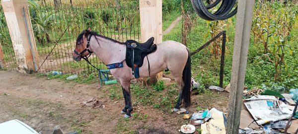 Cavalo mangalarga