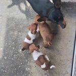 Inter para pets Pincher