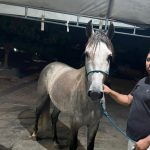Cavalo Manga larga de centro